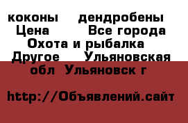коконы    дендробены › Цена ­ 25 - Все города Охота и рыбалка » Другое   . Ульяновская обл.,Ульяновск г.